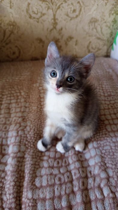 Примите в дар кошечку