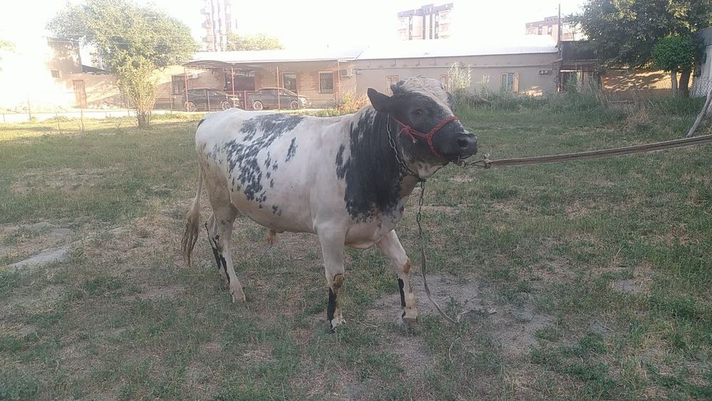 Buqa sotiladi yosh