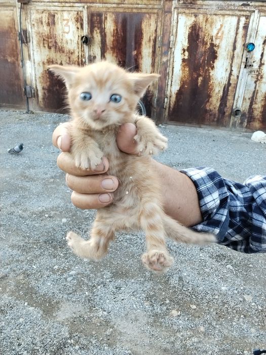 Котёнок ,котята мышилов мальчик