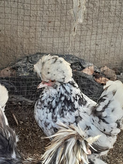 Карес товук ва хурозчала  сотилади