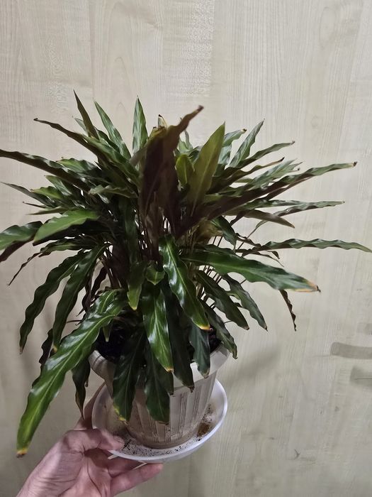 Продам комнатные цветы