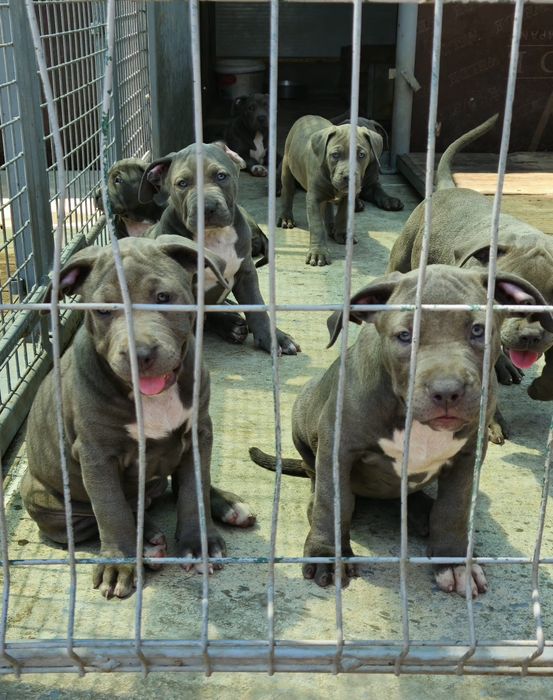 ТОП Американско були хл American bully xl ABKC