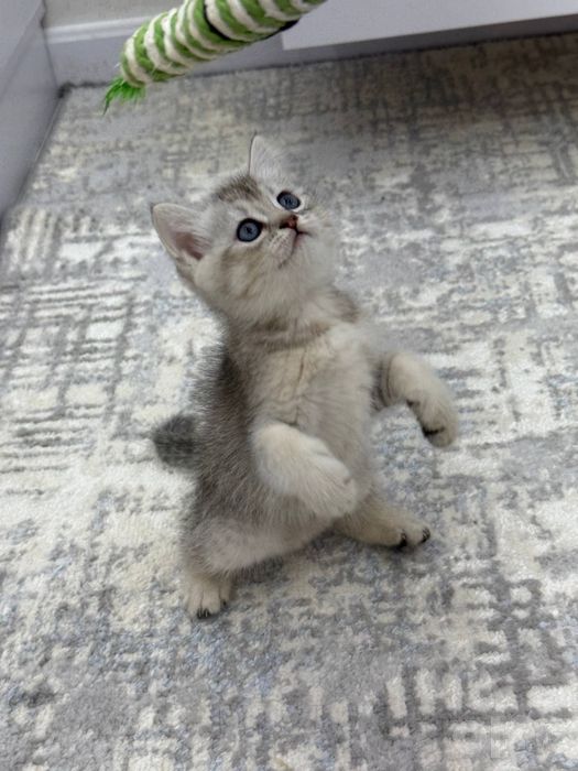 Продаются котята британские шиншилы
