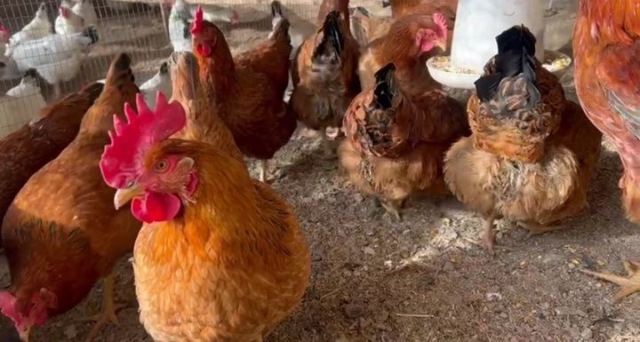 Цыплята корейской породы Ханхяп