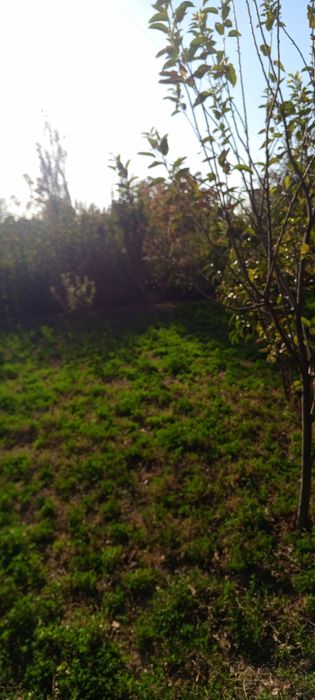 Yer sotiladi 6 soʻtik