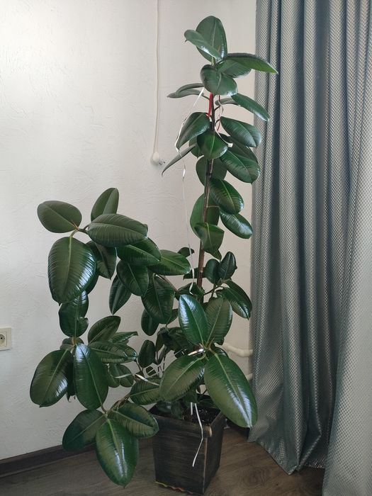 Комнатные цветы для офиса