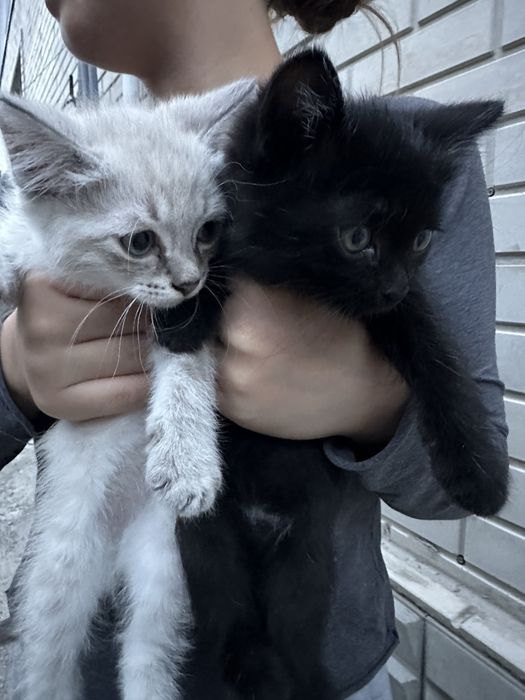 Котята Алматы БЕСПЛАТНО