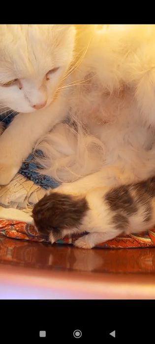 Veterinariya xizmati 24/7 (Vet_Dilshod_Nur)