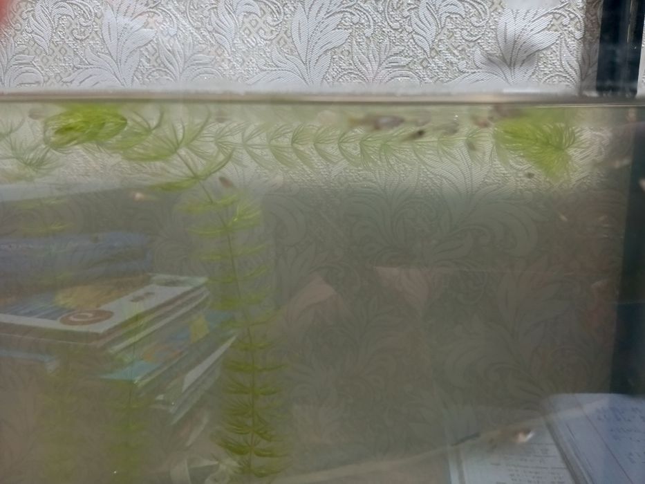 Продам мальков гуппи