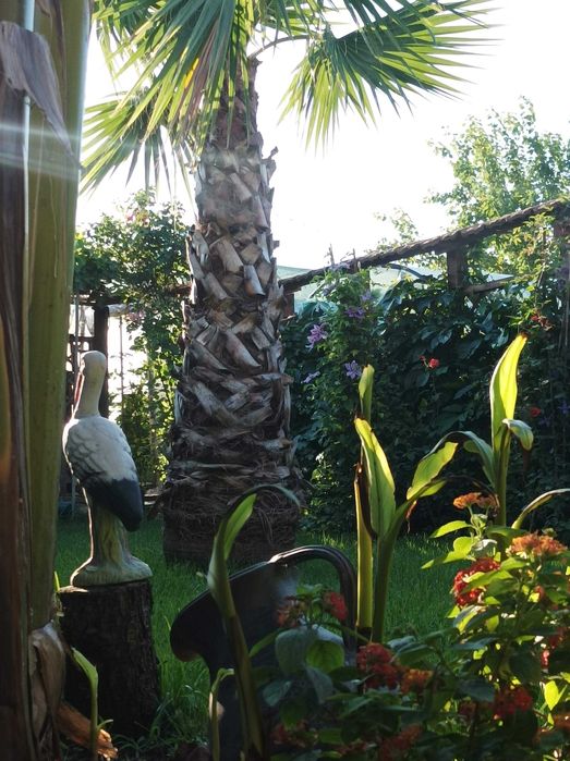 бананови палми вкоренени в саксий