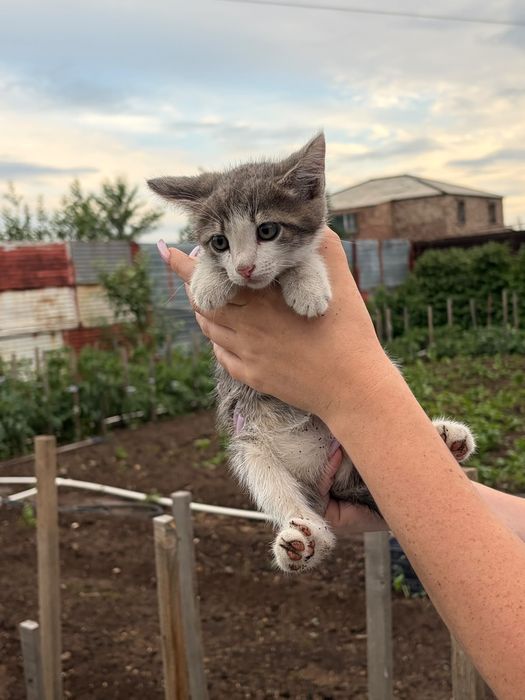 Отдам котят в хорошие руки