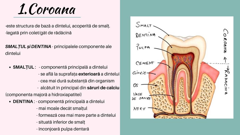Meditatii Biologie pentru Admiterea la Medicina Generala și Dentară