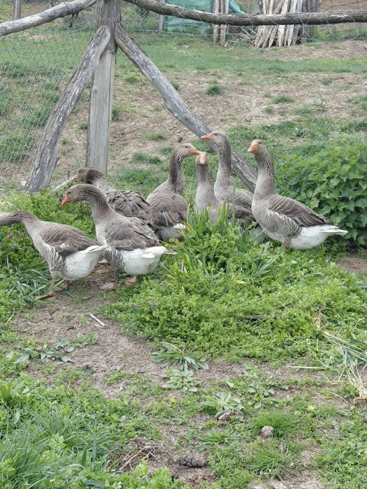Gâște toulouse industrial