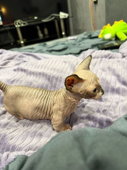 Продам редких котят ЭЛЬФ и БАМБИНО