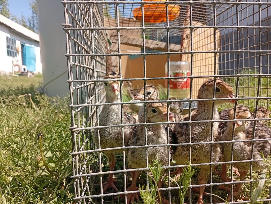 Балапандар сатлады