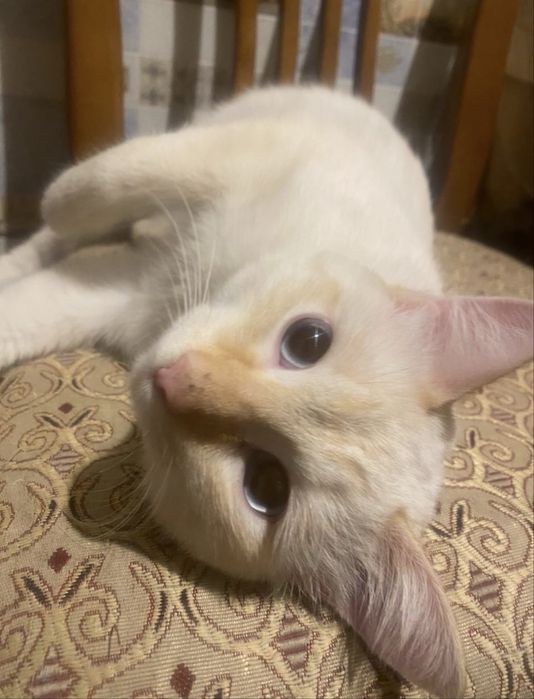 Отдам кота БЕСПЛАТНО
