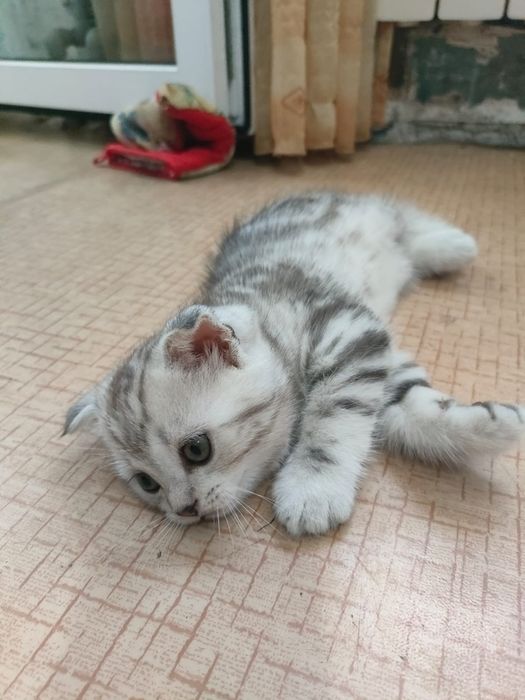 Продам катенка...