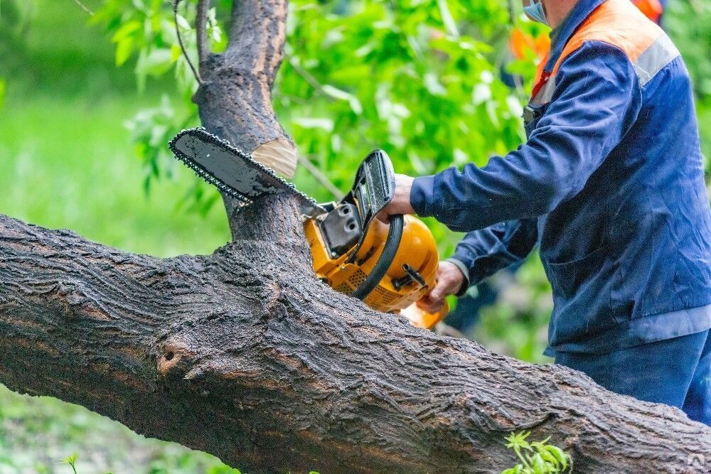 Спил деревьев обрезка ағаш кесеміз