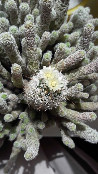Кактусы (детки) продам