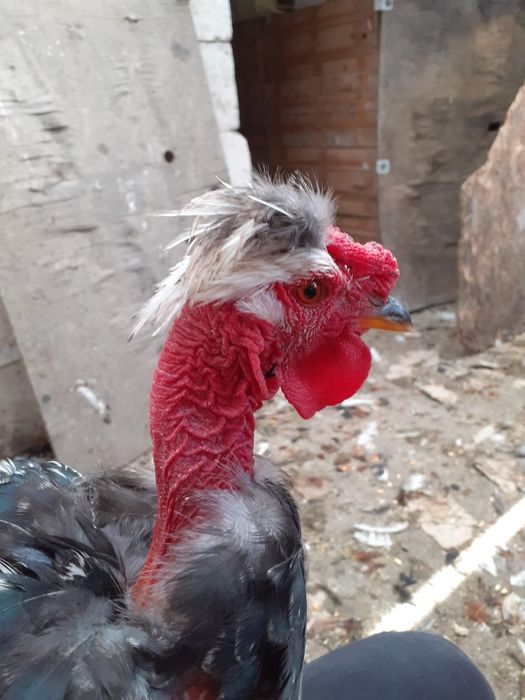 Vand cocosi de 5 luni de rasa pintenat mari si mici  golas de transilvania, cu gatul gol pitici sau mari