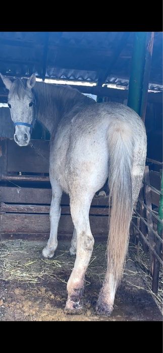 Бие сатылады согым ет мясо жилик жылкы лошадь кобыла ас кудайы тамак