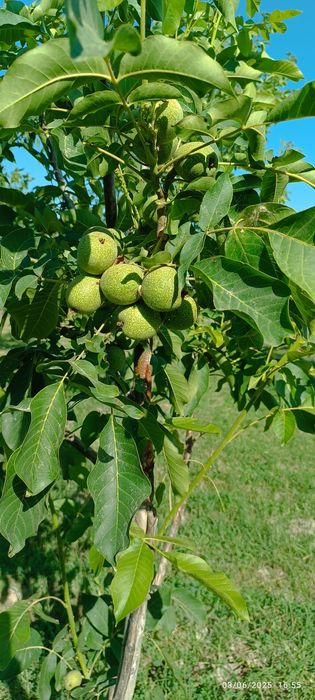 Ishonchli karlik va polukarlik yongʻoq kuchatlari