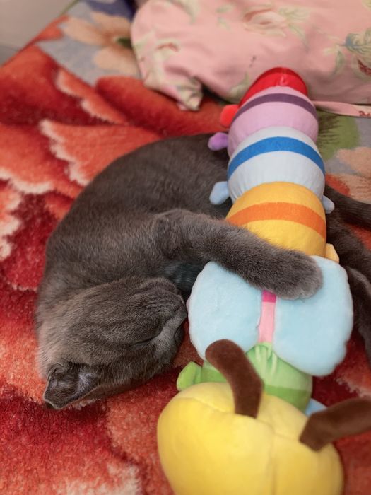 Шотландская вислоух.