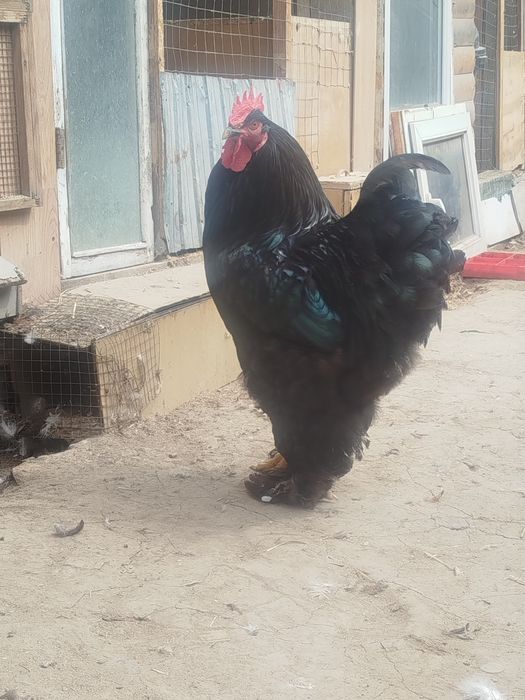 Кохинхин петух кохинхин