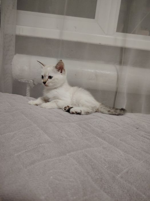 Отдам котят в хорошие руки