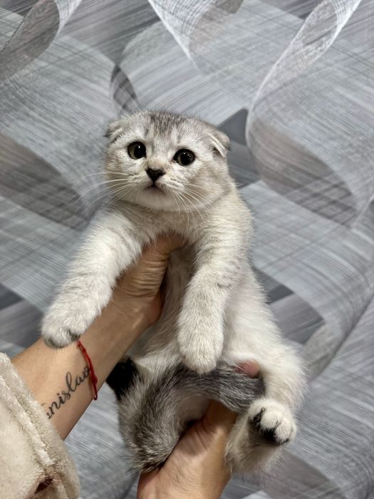 шиншилла шикарный машьчик