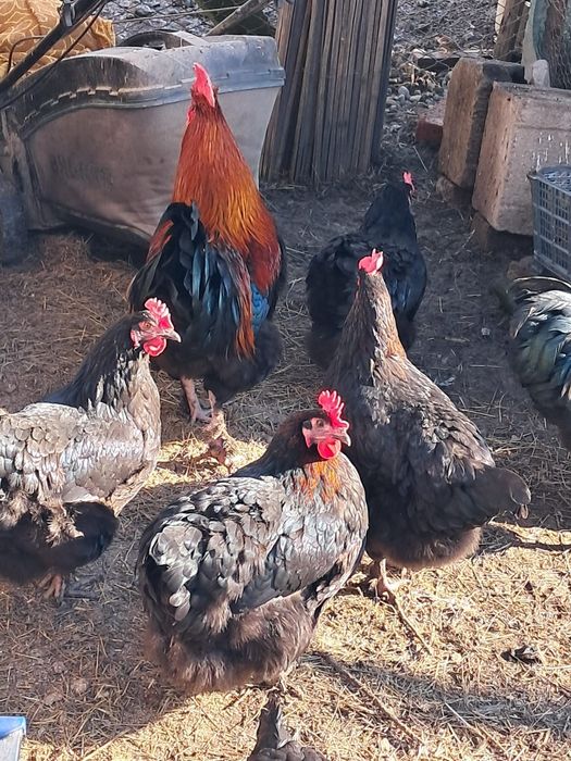 Marans Negru Arămiu