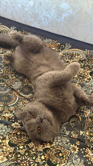 Scottish fold grey