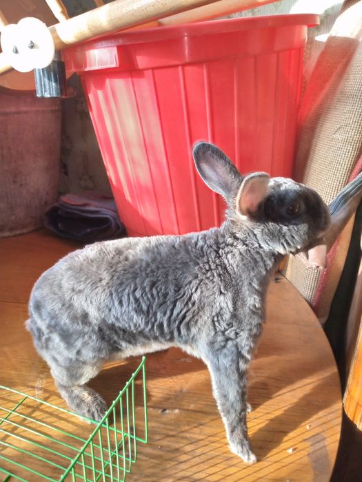 Продадим кролика