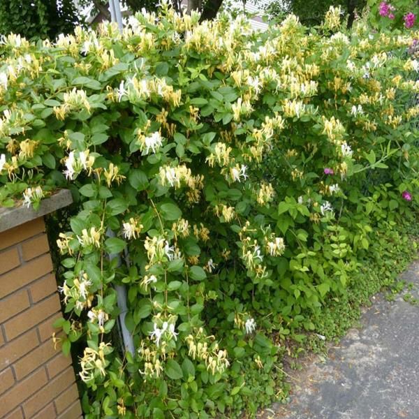 Caprifoi (Mana Maici Domnului )