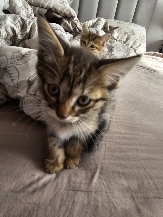Отдам котят в хорошие руки