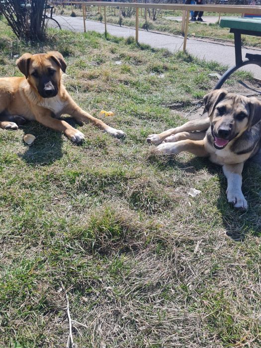 Щенки мальчик и девочка бесплатно