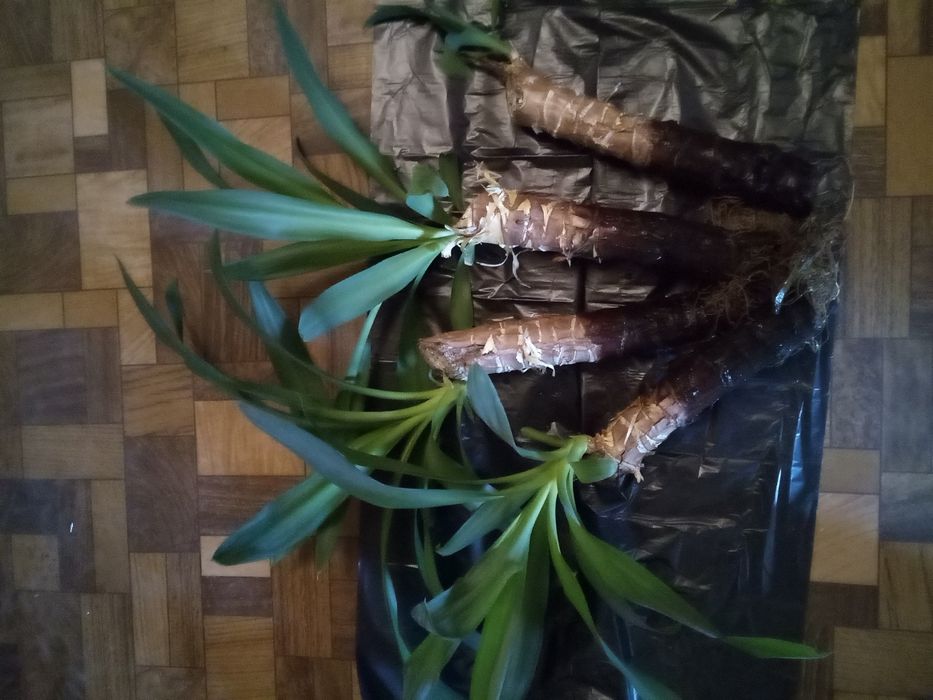 Стайна Палма -разсад