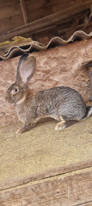 Mascul Uriaș German