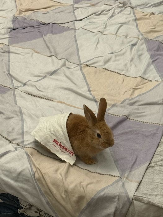 Декоративный кролик