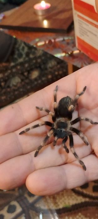 Тарантула/тарантули