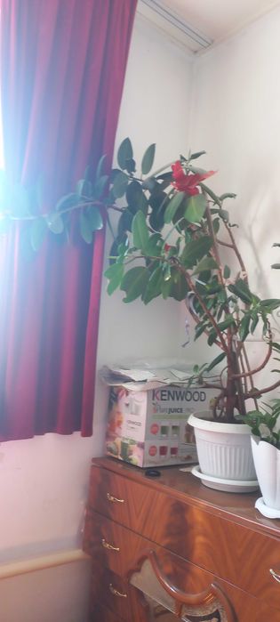 Продам фикус растение для дома