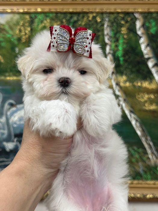 Супер малыши мальтезе