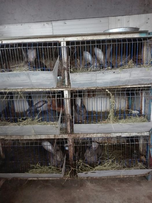 Vand iepuri urias german.