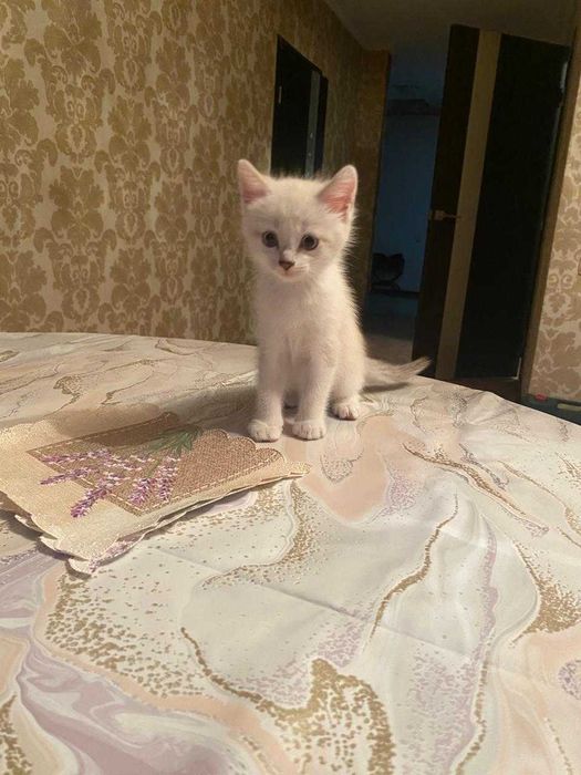 Котёнок, в добрые руки