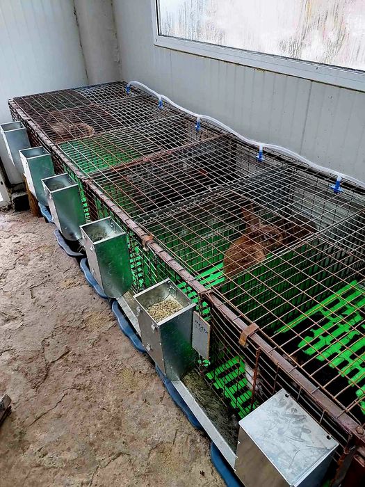 Зайци  5/8  евро