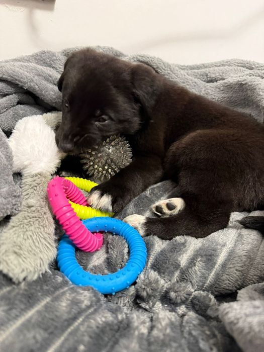 Donez pui labrador -'' Atlas'' isi cauta familie