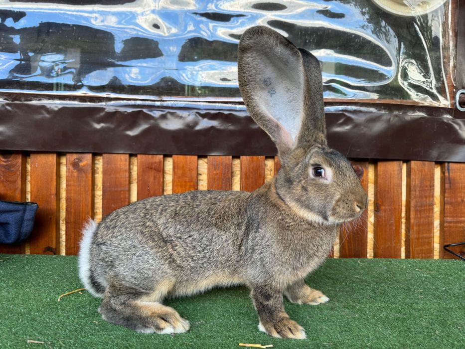 Iepuri Urias German adulti si pui