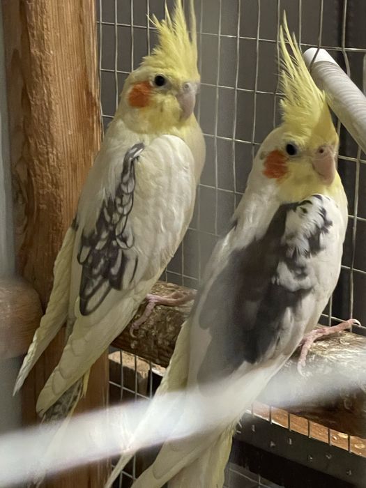 karella para sotiladi babichka