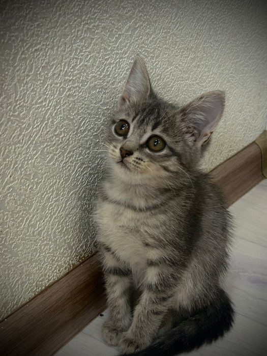 Отдам котят в добрые руки!