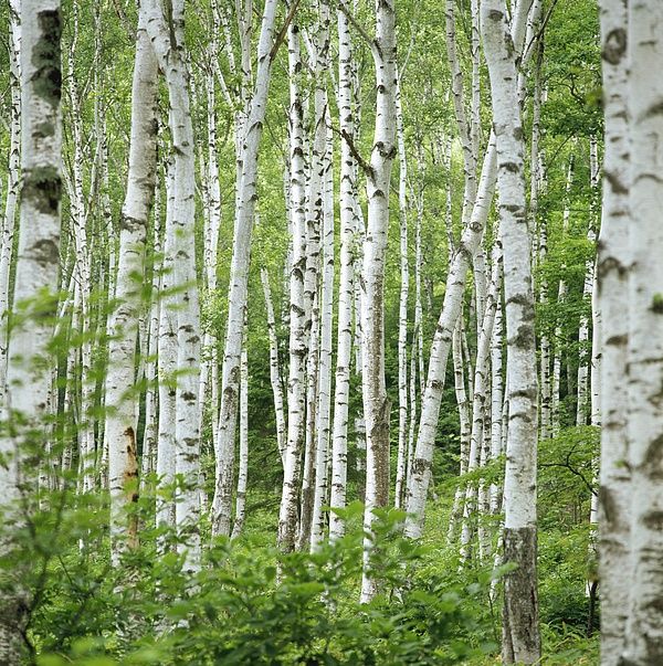 Бяла бреза (Betula pendula)
